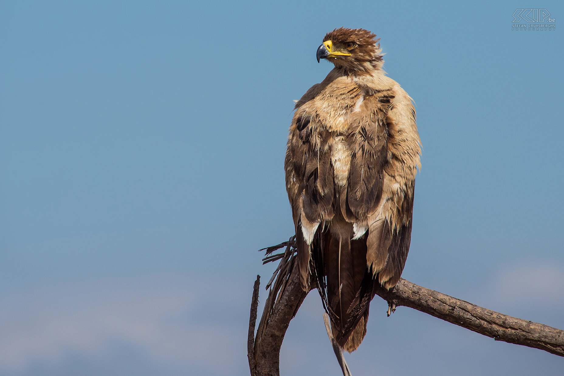 Samburu - Savannearend  We begonnen onze reis in Samburu national park. Samburu is een minder bekend nationaal park maar het zit vol met wildlife en er komen enkele zeldzame soorten voor zoals de Somalische giraf, Grevy zebra, Somalische struisvogel, gerenoek en beisa oryx. Het is gelegen aan de oevers van de Ewaso Ng'iro rivier. Het ligt op 350 kilometer van van Nairobi en de hoogte varieert van 800 tot 1230m boven zeeniveau. Het is een prachtig park met goede kansen op waarnemingen van roofdieren.<br />
<br />
In een boom dicht bij de weg zit er en savannearend (Tawny eagle, Aquila rapax). Stefan Cruysberghs